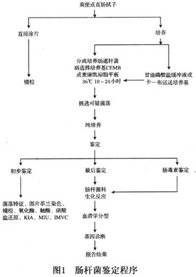 大肠埃希杆菌性胃肠炎