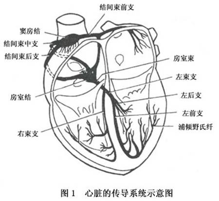 一种是工作心肌细胞,具有收缩功能;另一种是心脏传导系统,包括窦房结