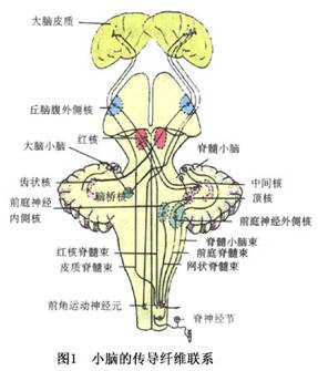 脊髓的前角细胞接受大脑皮质,大脑皮质下底核,小脑,前庭迷路系统,深