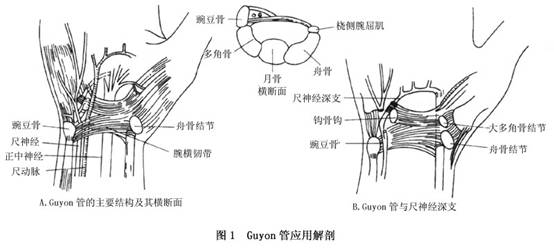 腕尺管亦称guyon管.