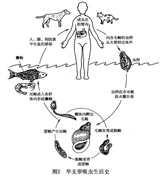 肝吸虫病