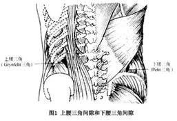 内界是坚脊肌外缘,上界为三角的底边,由第12肋和下后锯肌的下缘组成