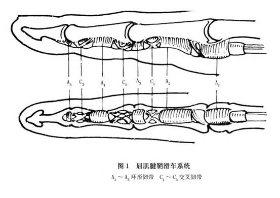 示,中,环3指存在于腱鞘内,拇指有一个单独的滑膜鞘从远端一直通到腕管