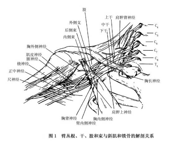 臂丛的解剖组成简单地可以用"555"来记忆,即臂丛由第5～8颈神经前支