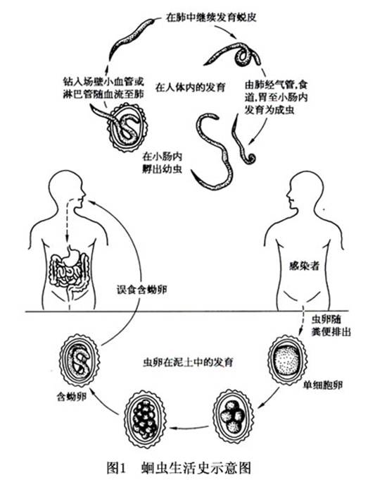 蛔虫病