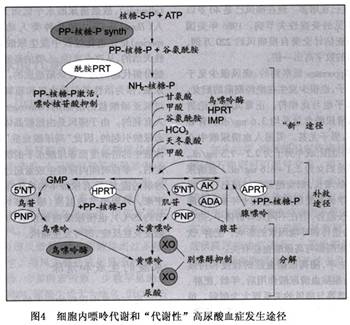 痛风和高尿酸血症