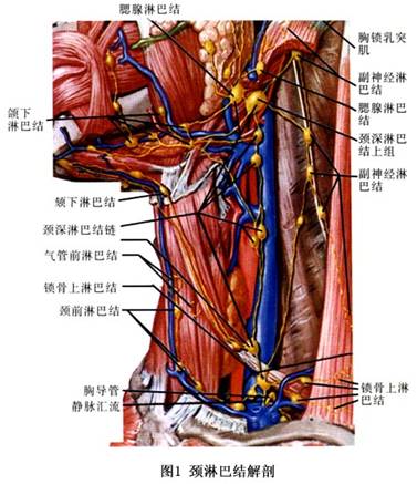 颈部淋巴结位置