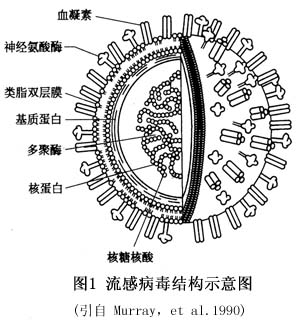流感病毒的分型及命名  根据病毒核蛋白(np)和膜蛋白(mp)抗原性不同