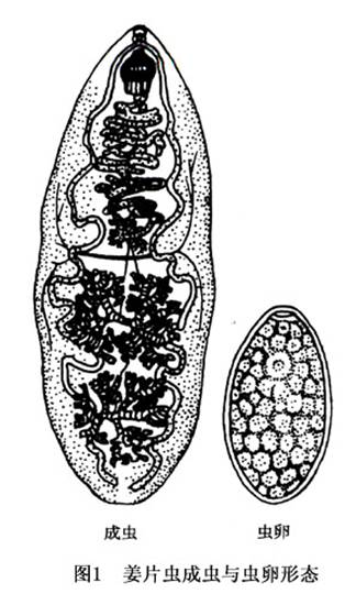 姜片虫大小图片