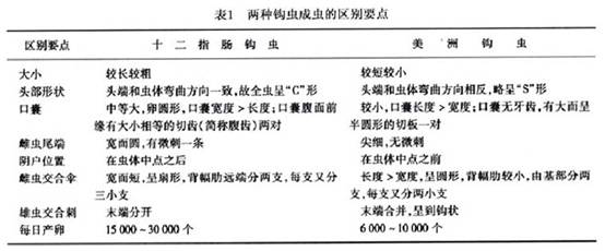 钩虫的生活史过程图片