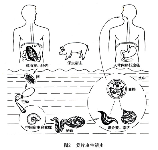 布氏姜片吸虫手绘图图片