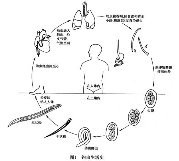 钩虫病ppt图片