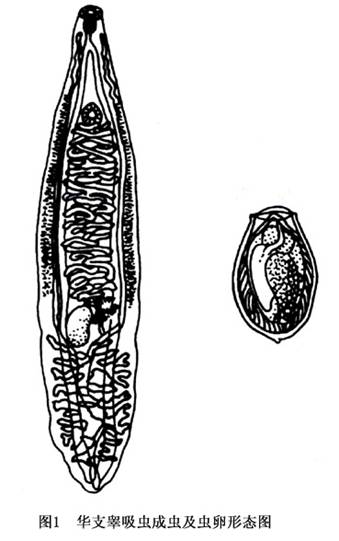 肝吸虫虫卵寄生虫画图图片