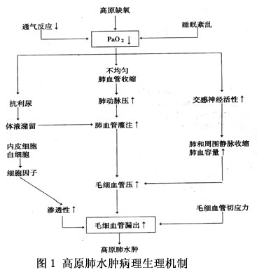 高原肺水肿的发病机制尚未清楚,很难以单一机制来解释其发病