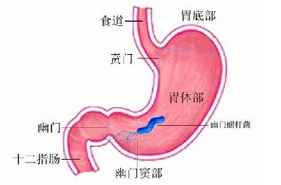 胃的幽门在人体位置图图片
